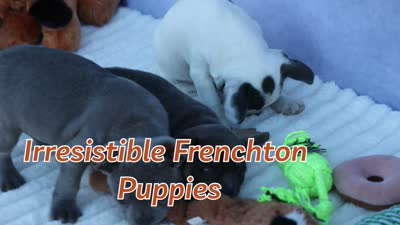 Quinto Bear🐾, a male Frenchton for sale in Fresno, OH – 10 of 10