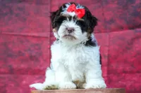  Ollie Bear , a male Maltese and Shih Tzu for sale in Fresno, OH – 6 of 9
