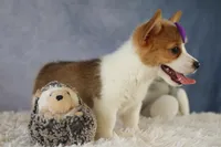 Zoey 🌸, a female Pembroke Welsh Corgi for sale in Fresno, OH – 8 of 10
