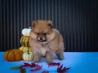  Max🐾, a male Pomeranian for sale in Fresno, OH – 2 of 10