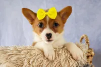 Yvonne 🎀, a female Pembroke Welsh Corgi for sale in Fresno, OH – 4 of 10