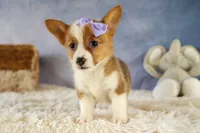 Yo-Yo 💕, a female Pembroke Welsh Corgi for sale in Fresno, OH – 4 of 9