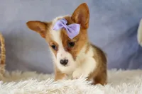 Yo-Yo 💕, a female Pembroke Welsh Corgi for sale in Fresno, OH – 2 of 9