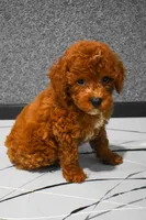 Lenny, a female Poodle - Miniature  for sale in Fresno, OH – 8 of 10