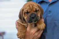 Axel 💙🐾, a male English Bulldog and Beagle for sale in Fresno, OH – 6 of 9