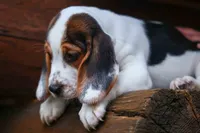 Dallas 🐾, a male Beagle for sale in Fresno, OH – 8 of 10