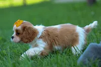  Nova, a female Cavalier King Charles Spaniel for sale in Fresno, OH – 10 of 10