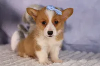  Barry 🐾🐶, a female Pembroke Welsh Corgi for sale in Fresno, OH – 2 of 10