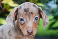   Zion🐶, a male Miniature Dachshund for sale in Fresno, OH – 2 of 9