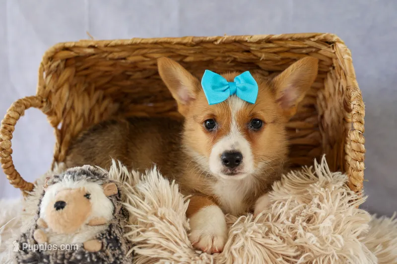 Yack 🐶 – Pembroke Welsh Corgi puppy for sale in Fresno, OH