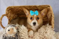 Yack 🐶, a male Pembroke Welsh Corgi for sale in Fresno, OH – 1 of 9