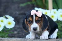 Cleo 🌸, a female Beagle for sale in Fresno, OH – 6 of 9