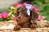 Isabelle🩷, a female Miniature Dachshund for sale in Fresno, OH – 7 of 10