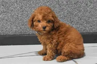 Loise, a female Poodle - Miniature  for sale in Fresno, OH – 2 of 10