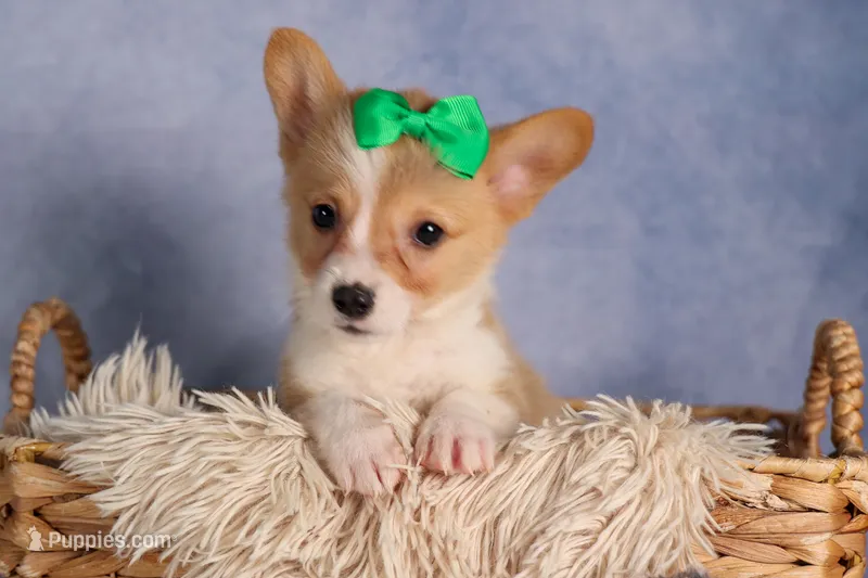  Cody🐾🐶 – Pembroke Welsh Corgi puppy for sale in Fresno, OH