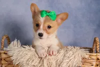  Cody🐾🐶, a male Pembroke Welsh Corgi for sale in Fresno, OH – 1 of 8