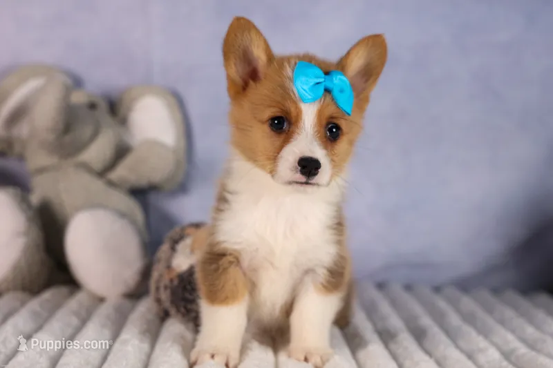  Benji🐾🐶 – Pembroke Welsh Corgi puppy for sale in Fresno, OH