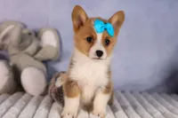  Benji🐾🐶, a female Pembroke Welsh Corgi for sale in Fresno, OH – 2 of 8