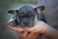 Quest ✨, a male Frenchton for sale in Fresno, OH – 3 of 9