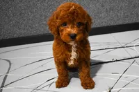 Lenny, a female Poodle - Miniature  for sale in Fresno, OH – 7 of 10