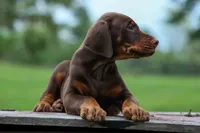Gus 🐾, a male Doberman Pinscher for sale in Fresno, OH – 2 of 8