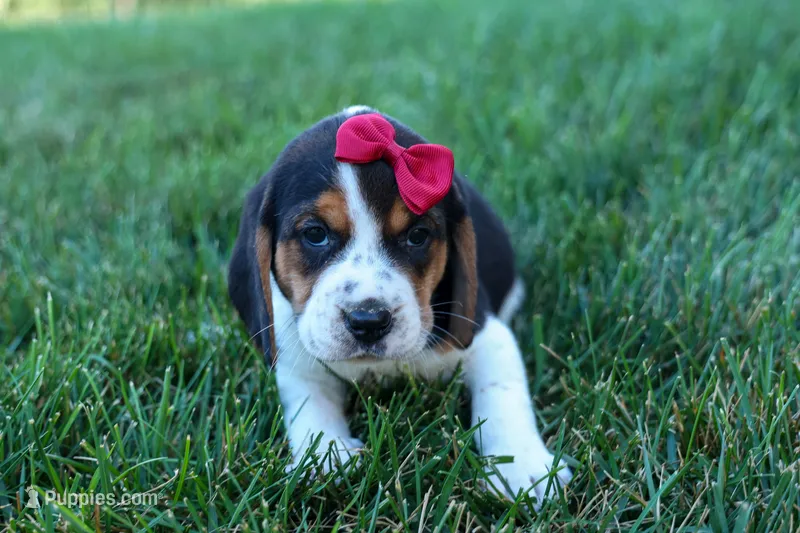 Cody 🐾🐶  – Beagle puppy for sale in Fresno, OH