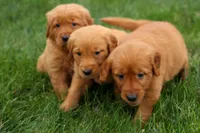  Quincy 🐶, a male Golden Retriever for sale in Fresno, OH – 10 of 10
