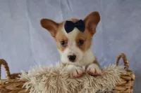 Zander 🐾, a male Pembroke Welsh Corgi for sale in Fresno, OH – 8 of 9