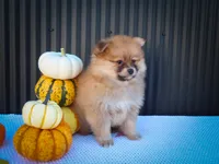 Milly💗, a female Pomeranian for sale in Fresno, OH – 3 of 10