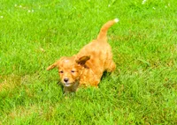  Sierra 💗🐾, a female Maltipoo for sale in Fresno, OH – 5 of 6