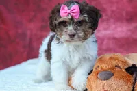  Olive, a female Maltese and Shih Tzu for sale in Fresno, OH – 7 of 10