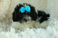 Remi 🩷, a female Cavapoo for sale in Fresno, OH – 7 of 10