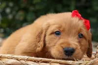 Quinton 🐾, a male Golden Retriever for sale in Fresno, OH – 3 of 8