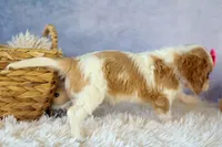  Nellie, a female Cavalier King Charles Spaniel for sale in Fresno, OH – 9 of 10