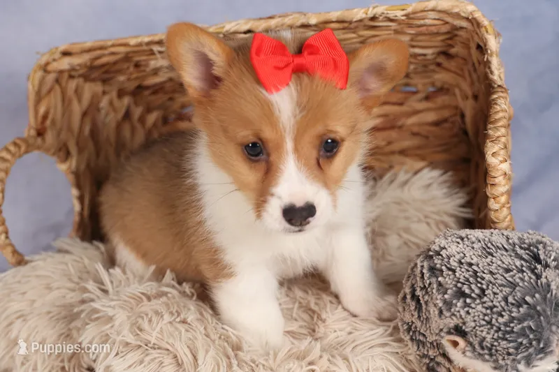 Brusie – Pembroke Welsh Corgi puppy for sale in Fresno, OH