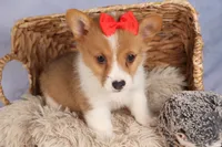 Brusie, a male Pembroke Welsh Corgi for sale in Fresno, OH – 1 of 10
