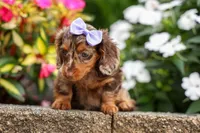 Isabelle🩷, a female Miniature Dachshund for sale in Fresno, OH – 9 of 10