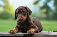 Griffin 🐶, a male Doberman Pinscher for sale in Fresno, OH – 4 of 10