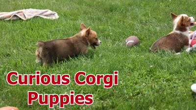 Yara ❤️, a female Pembroke Welsh Corgi for sale in Fresno, OH – 10 of 10
