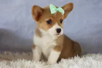 Zella 💗, a female Pembroke Welsh Corgi for sale in Fresno, OH – 8 of 9