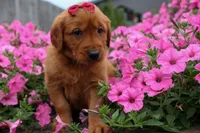 Quinny , a male Golden Retriever for sale in Fresno, OH – 5 of 9