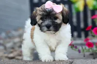 Blossom 💕, a female Bichon Frise and Shih Tzu for sale in Fresno, OH – 1 of 9