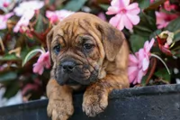 Avery ❤️, a male English Bulldog and Beagle for sale in Fresno, OH – 9 of 10