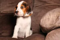 Dallas 🐾, a male Beagle for sale in Fresno, OH – 5 of 10