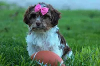  Olive, a female Maltese and Shih Tzu for sale in Fresno, OH – 2 of 10