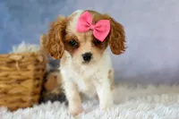  Nellie, a female Cavalier King Charles Spaniel for sale in Fresno, OH – 10 of 10
