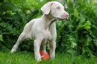 Gabby 💕, a male Doberman Pinscher for sale in Fresno, OH – 6 of 9