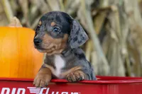   Zino🐾, a male Miniature Dachshund for sale in Fresno, OH – 1 of 9