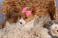  Bella💕🐶, a female Pembroke Welsh Corgi for sale in Fresno, OH – 6 of 10