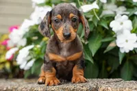 Holly 🌸, a female Miniature Dachshund for sale in Fresno, OH – 3 of 10